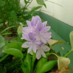ホテイアオイの開花